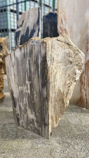 Grafsteen versteend hout 52171
