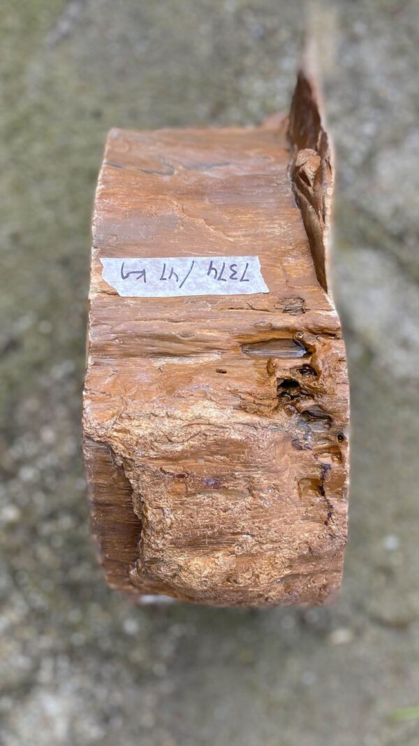 Grafsteen versteend hout 52174