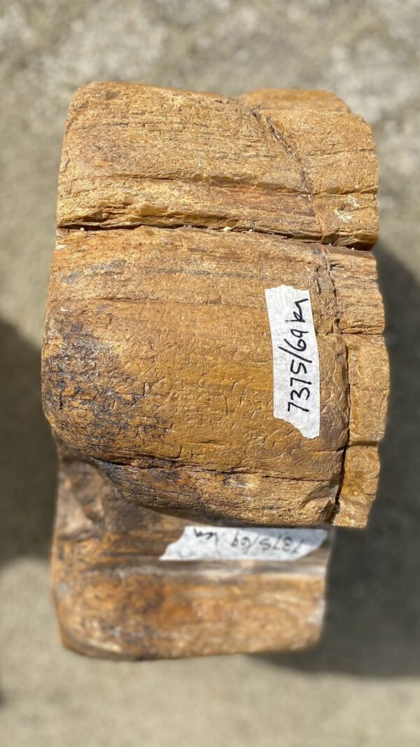 Grafsteen versteend hout 52175
