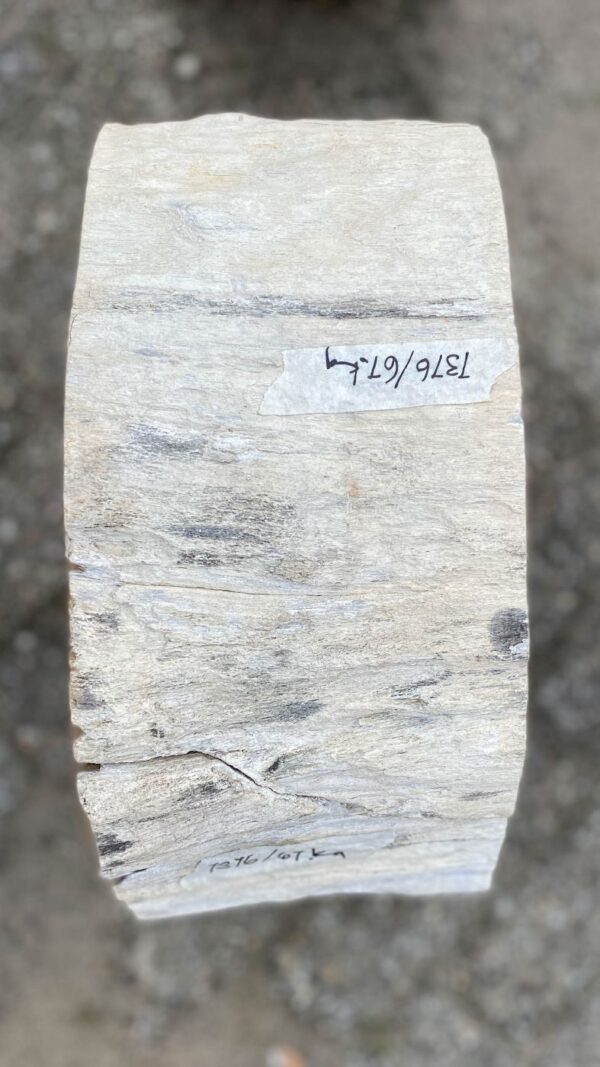 Grafsteen versteend hout 52176
