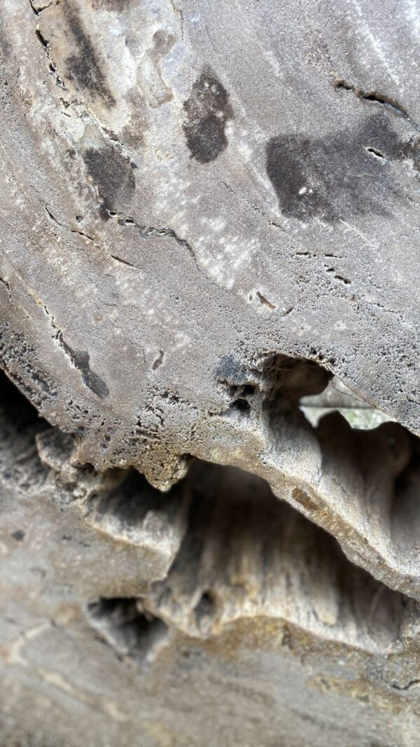 Grafsteen versteend hout 52179