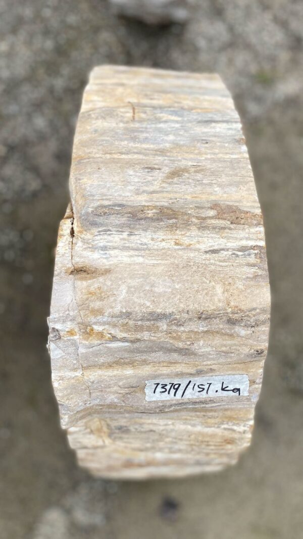 Grafsteen versteend hout 52179