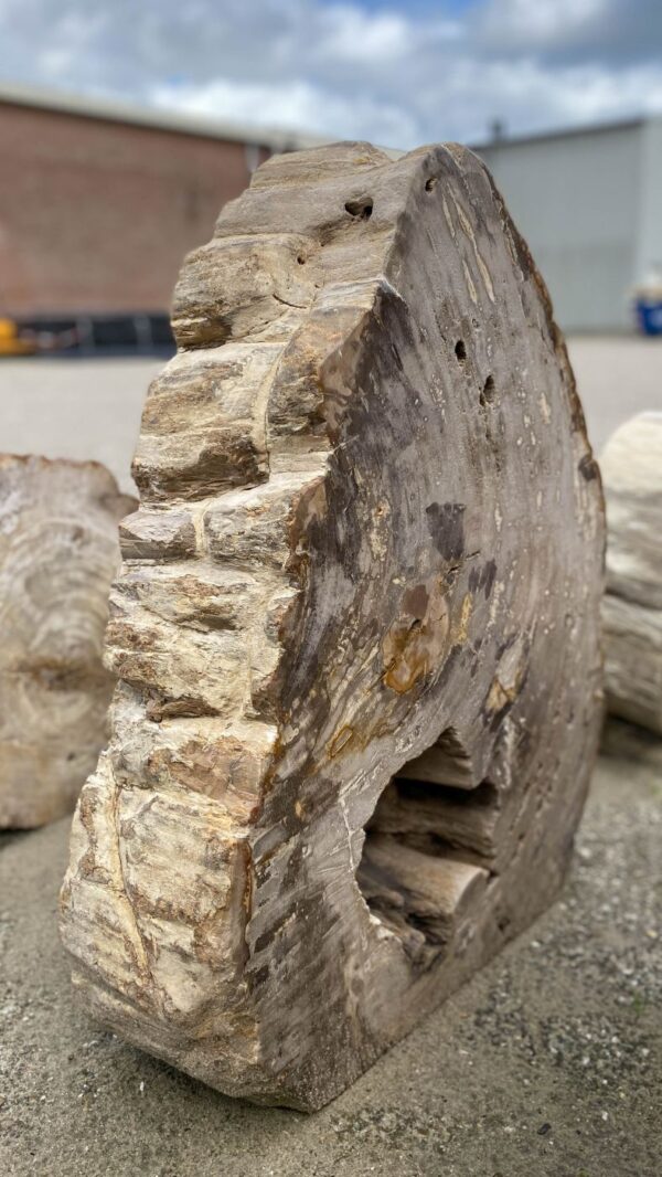 Grafsteen versteend hout 52180
