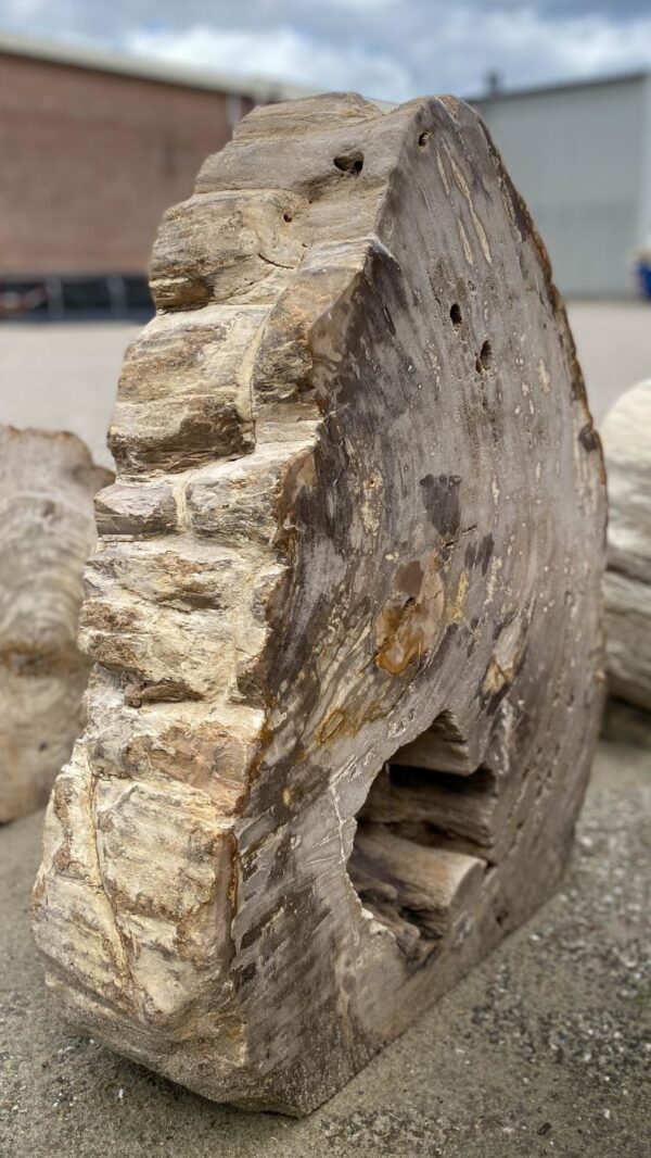 Grafsteen versteend hout 52180