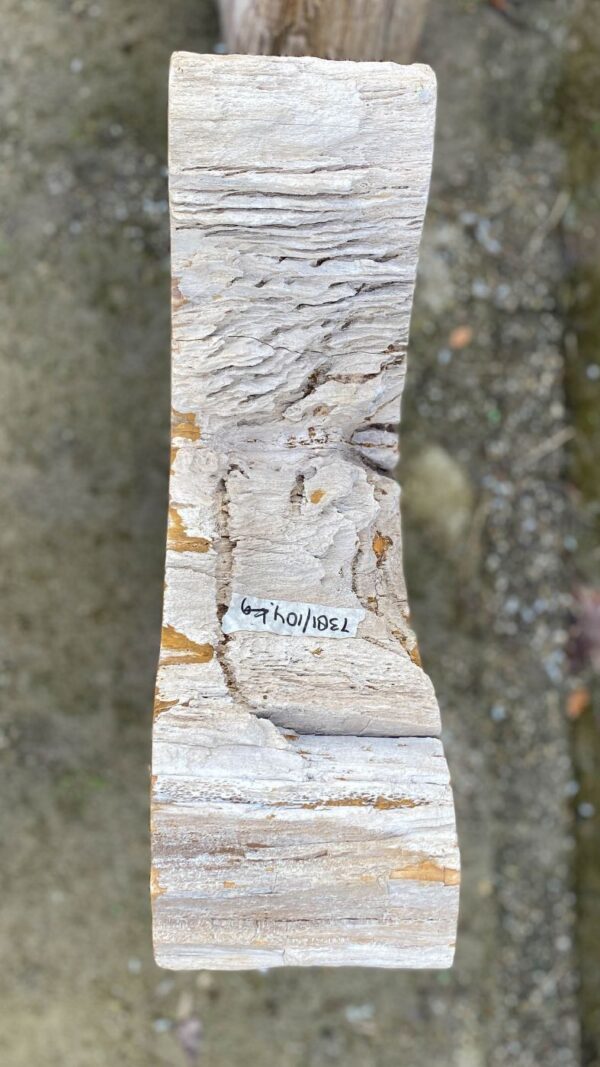 Grafsteen versteend hout 52181