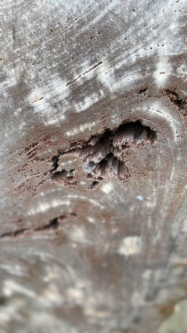 Grafsteen versteend hout 52181