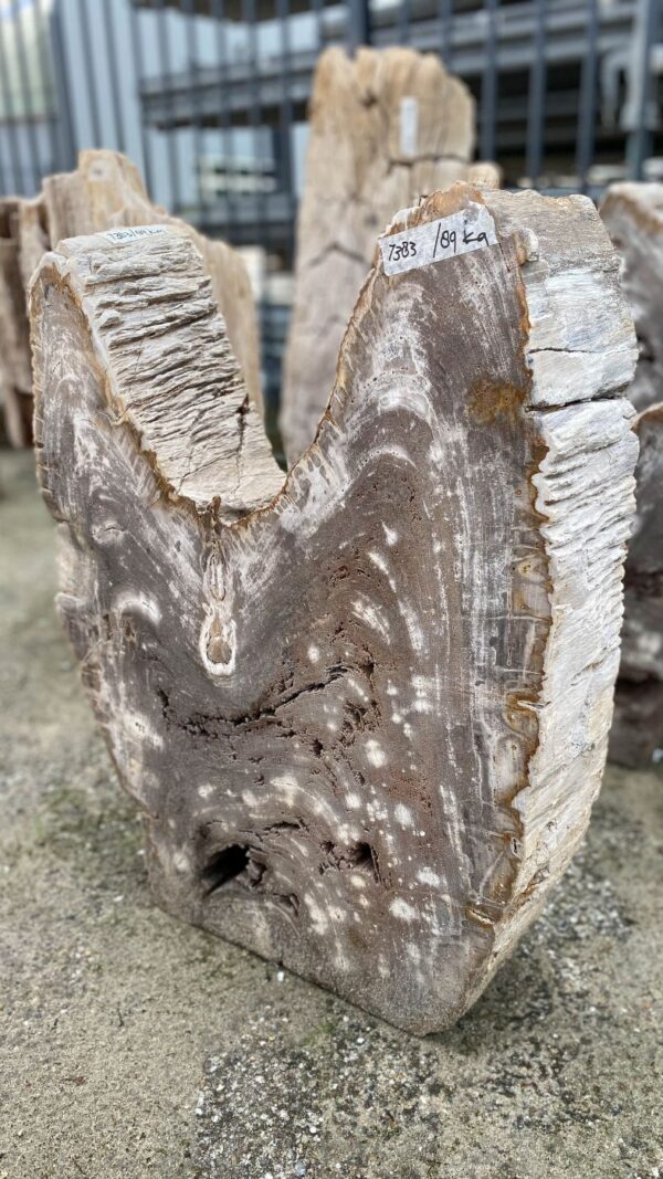 Grafsteen versteend hout 52183