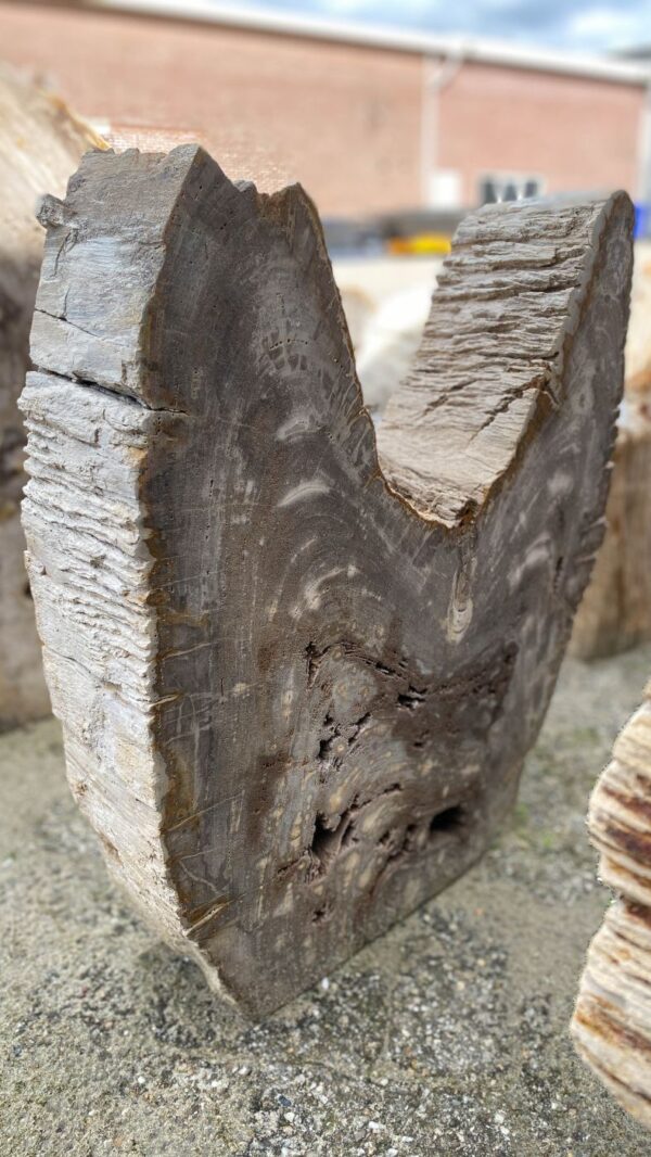 Grafsteen versteend hout 52183