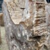 Grafsteen versteend hout 52184