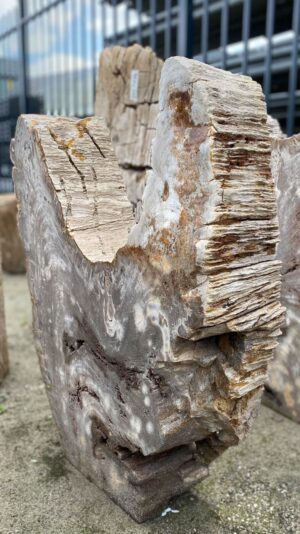 Grafsteen versteend hout 52184