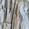 Grafsteen versteend hout 52349