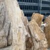 Grafsteen versteend hout 52351