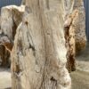 Grafsteen versteend hout 53074