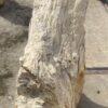 Grafsteen versteend hout 53074