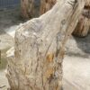 Grafsteen versteend hout 53074