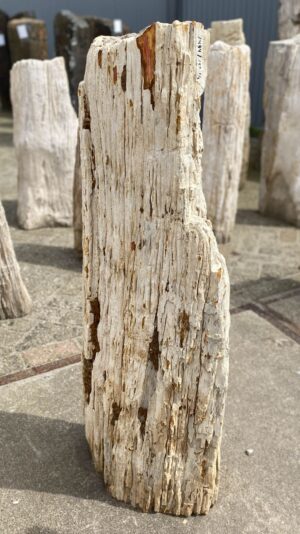 Grafsteen versteend hout 53101