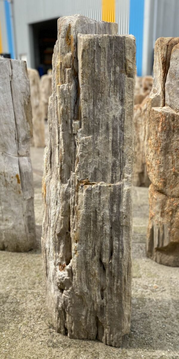 Grafsteen versteend hout 53105