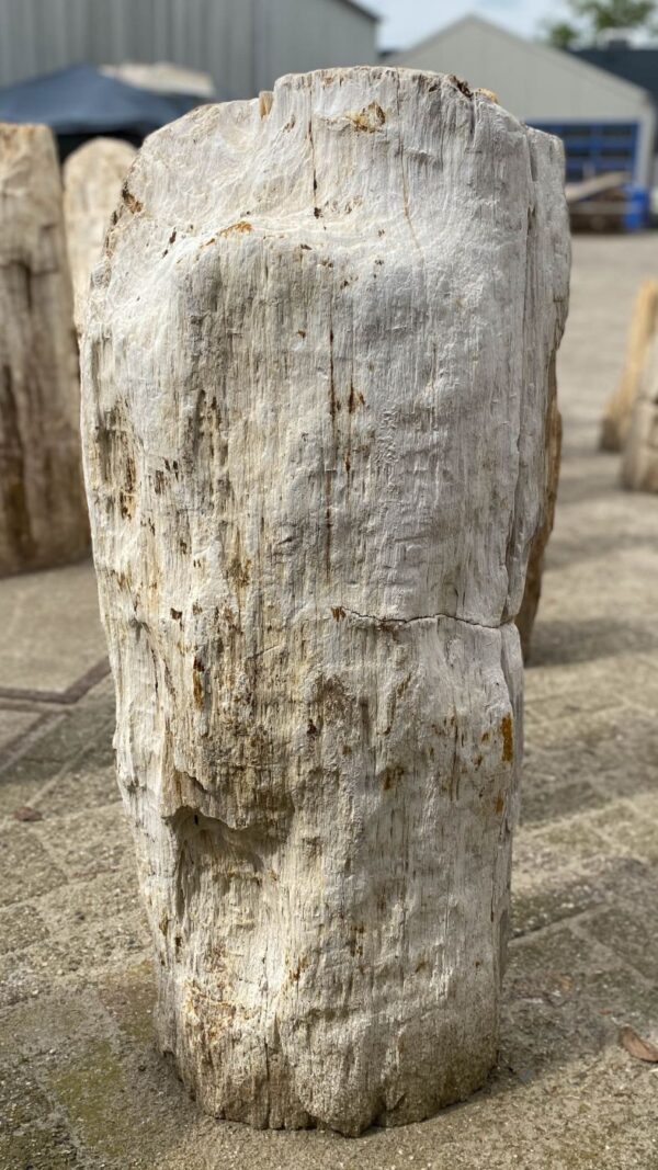 Grafsteen versteend hout 53107