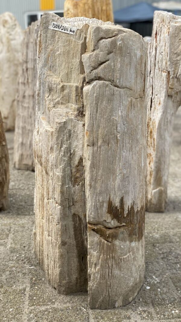 Grafsteen versteend hout 53109