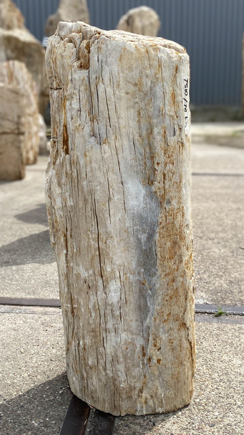 Grafsteen versteend hout 53111