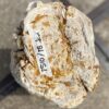 Grafsteen versteend hout 53111