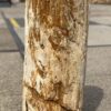 Grafsteen versteend hout 53111