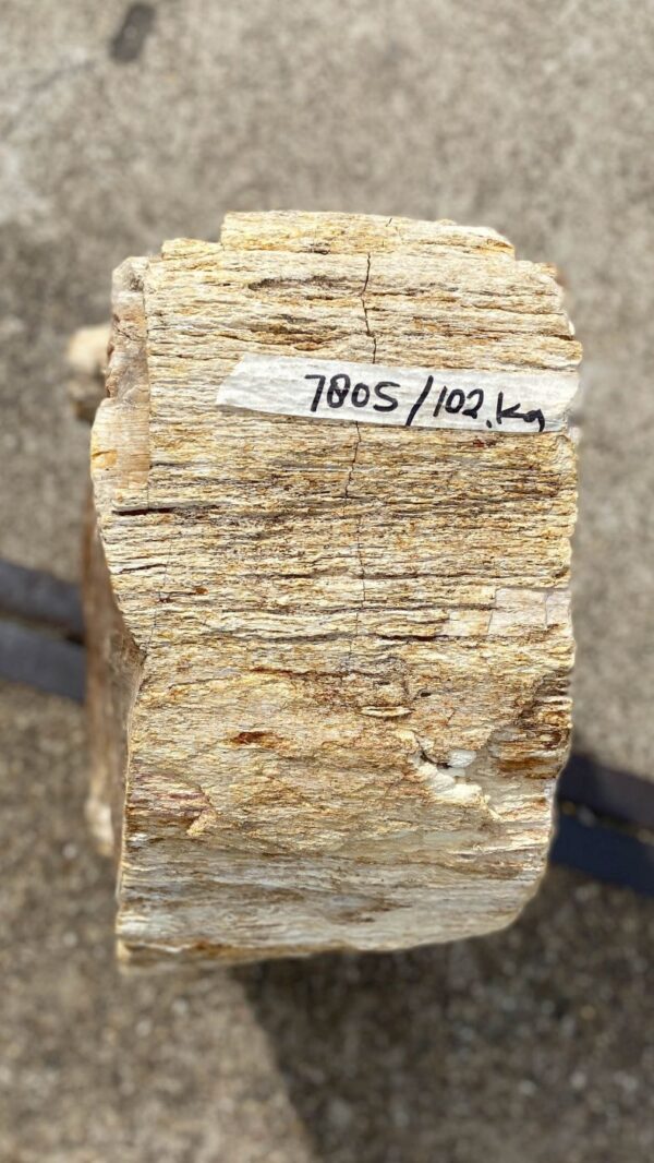 Grafsteen versteend hout 53126