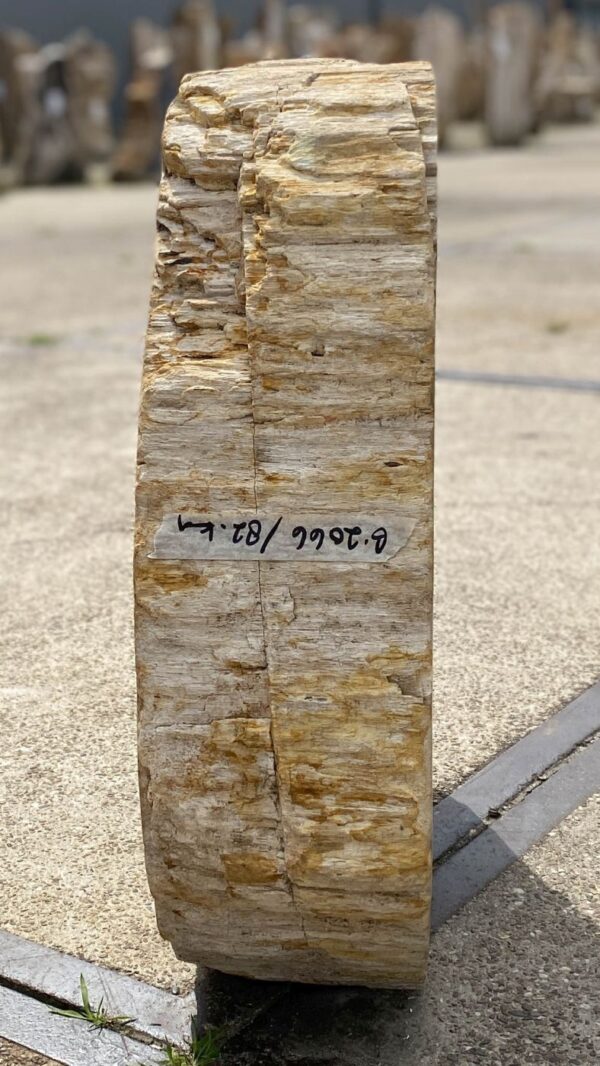 Grafsteen versteend hout 53139