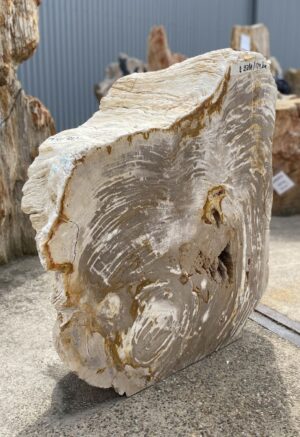 Grafsteen versteend hout 53421