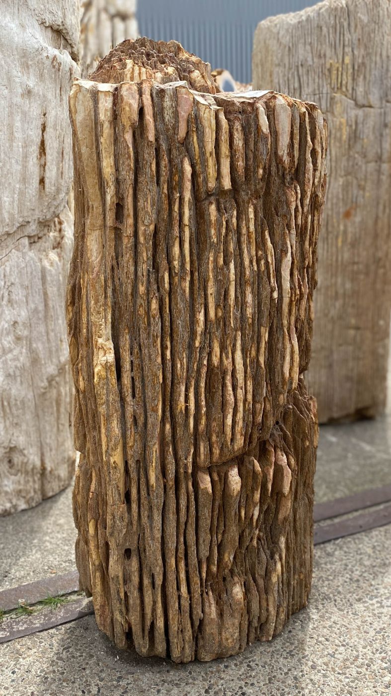Grafsteen versteend hout 53457
