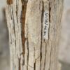 Lápida madera petrificada 52022