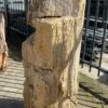 Lápida madera petrificada 52023