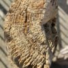 Lápida madera petrificada 52023