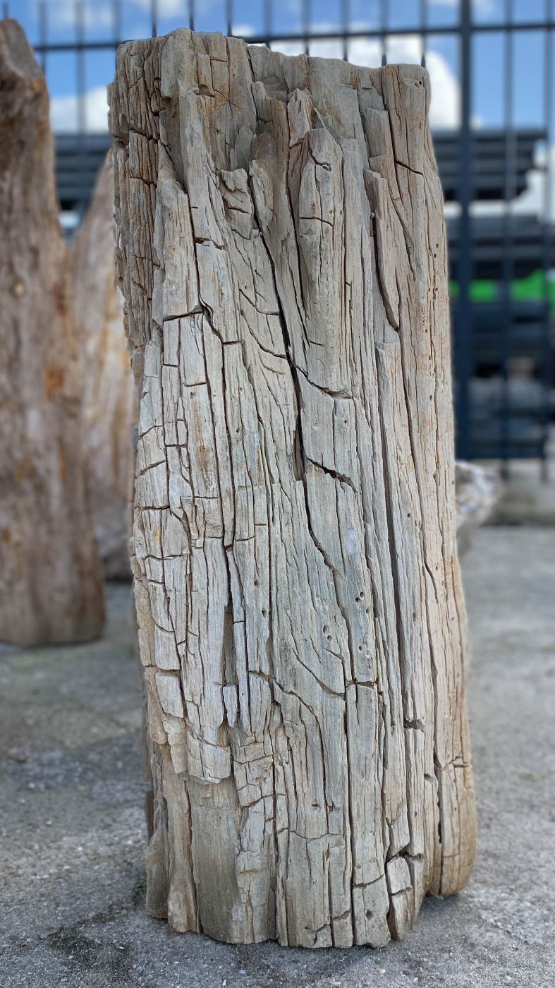 Lápida madera petrificada 52031