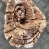 Lápida madera petrificada 52040