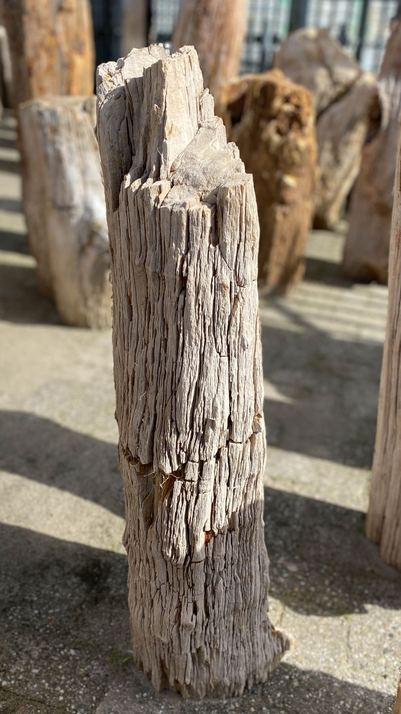 Lápida madera petrificada 52047