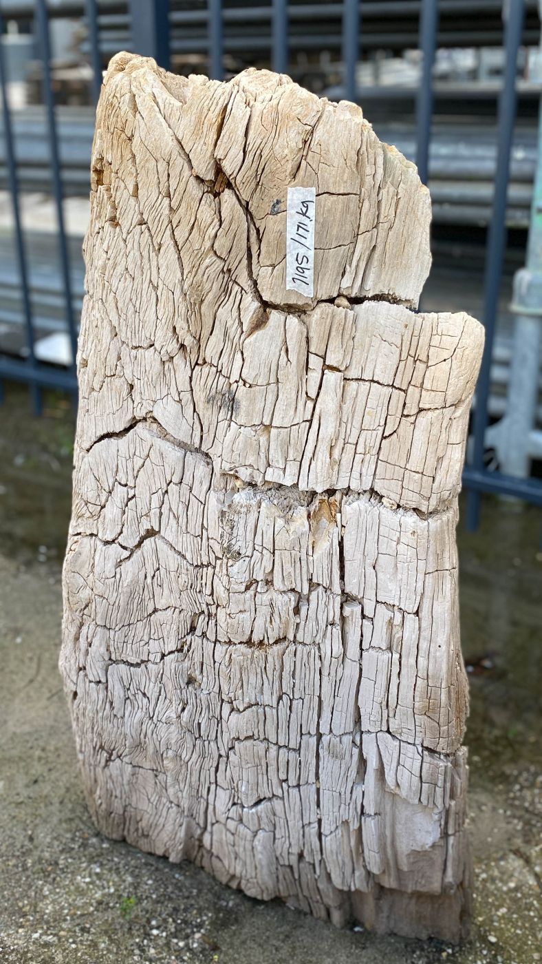 Lápida madera petrificada 52055