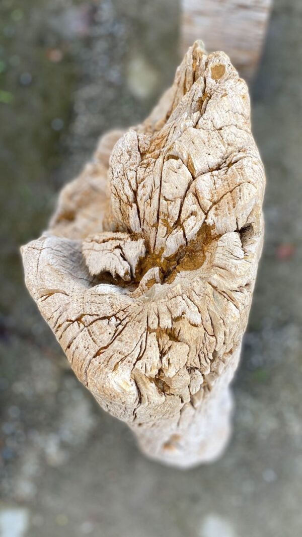 Lápida madera petrificada 52055