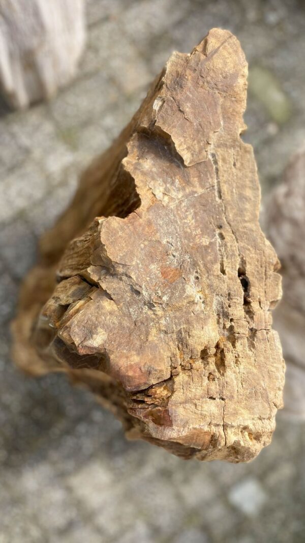 Lápida madera petrificada 52056