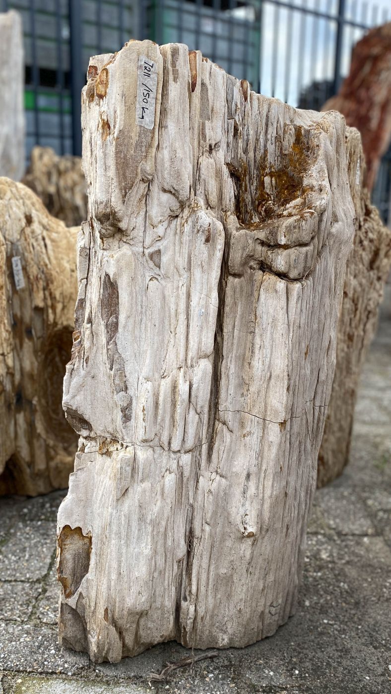 Lápida madera petrificada 52066