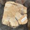 Lápida madera petrificada 52072