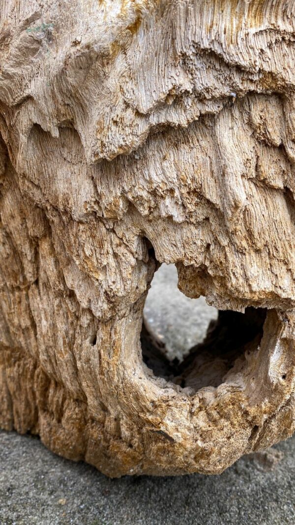 Lápida madera petrificada 52085