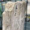 Lápida madera petrificada 52164
