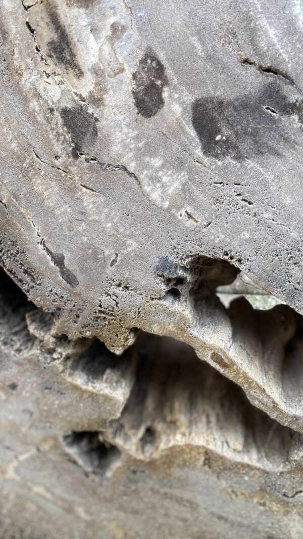 Lápida madera petrificada 52179