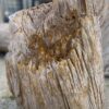 Lápida madera petrificada 52348