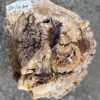Lápida madera petrificada 52348