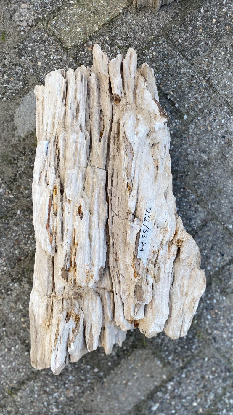 Lápida madera petrificada 52349