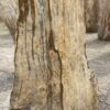 Lápida madera petrificada 53079