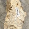 Lápida madera petrificada 53079