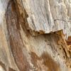 Lápida madera petrificada 53084